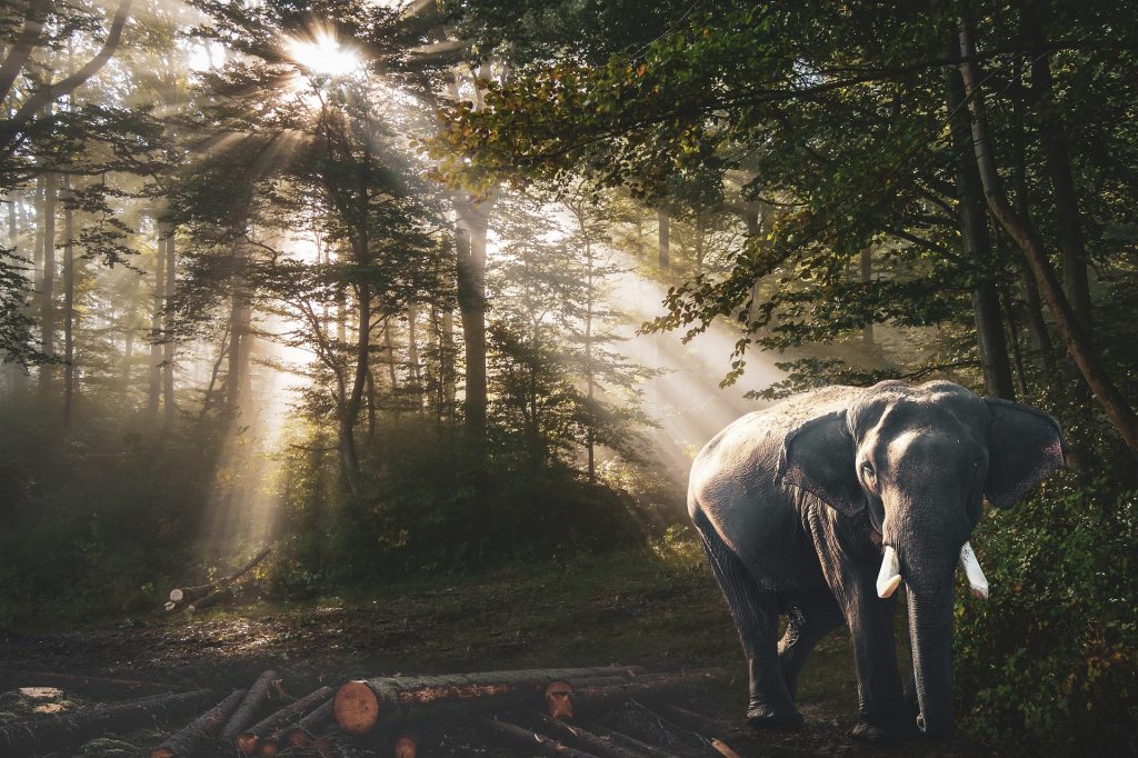 éléphant dans la forêt